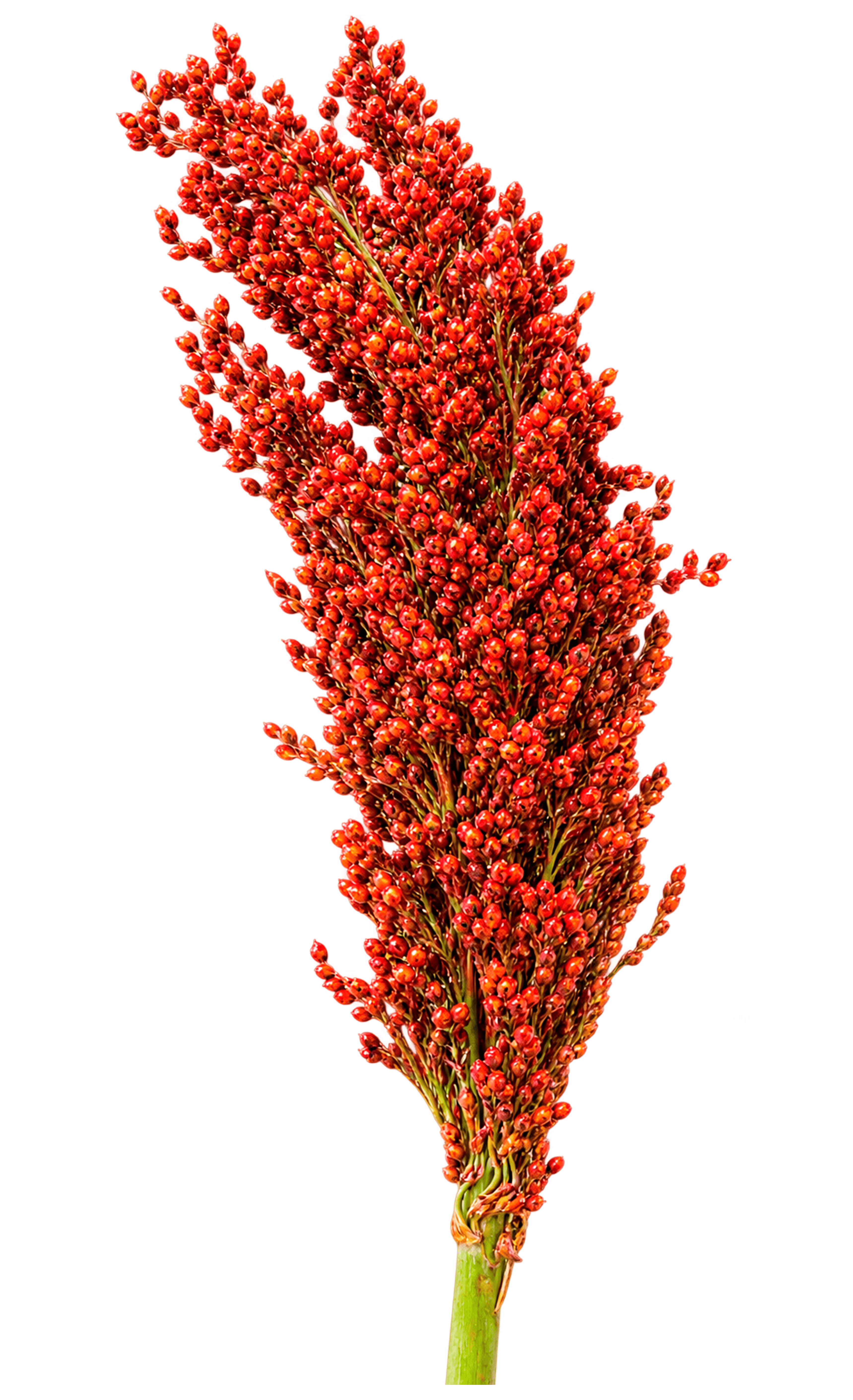 Sorgo